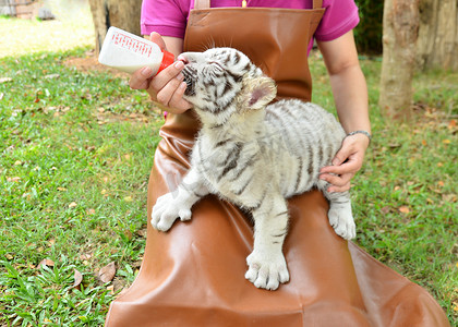 青龙白虎图摄影照片_动物园管理员喂小白虎