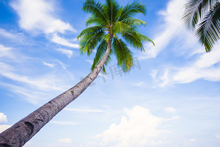 沙滩背景摄影照片_在沙滩背景蓝天的可可椰子树