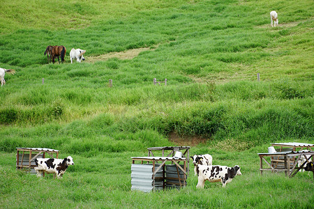 奶牛休息摄影照片_奶牛在绿色的田野上吃草。
