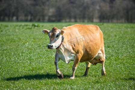 草地上的泽西牛