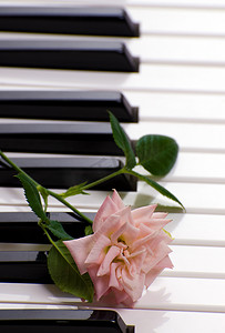 盛开的黑色花摄影照片_钢琴与玫瑰