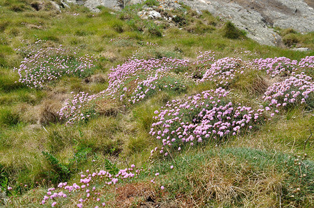 阿舍布朗杜兰德摄影照片_生长在沙丘上的 Armeria maritima 粉红海