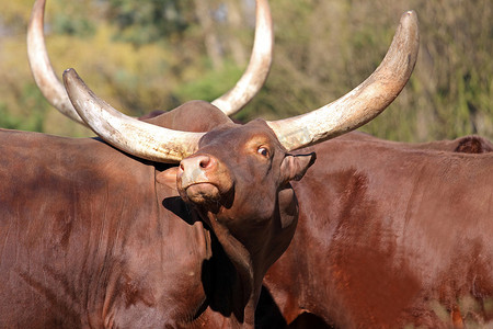 大耳朵图摄影照片_瓦图西非洲公牛队