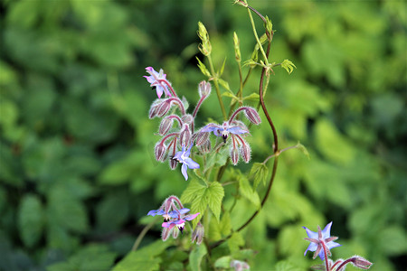 Borango officinalis - 绿色背景中的蓝色琉璃苣花和芽