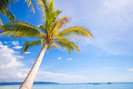 沙滩背景摄影照片_在沙滩背景蓝天的可可椰子树