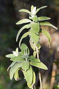 紫莲花 (phlomis purpurea) 植物