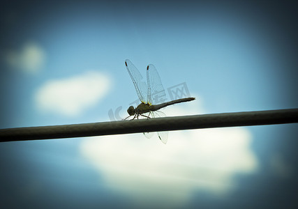 小动物彩虹摄影照片_蜻蜓