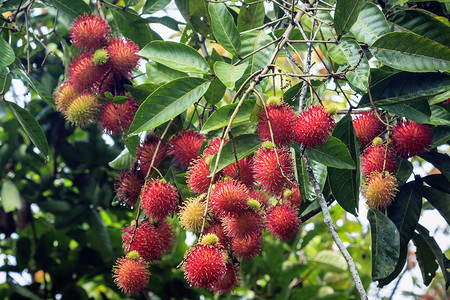 在树，泰国的新鲜的有机红毛丹。