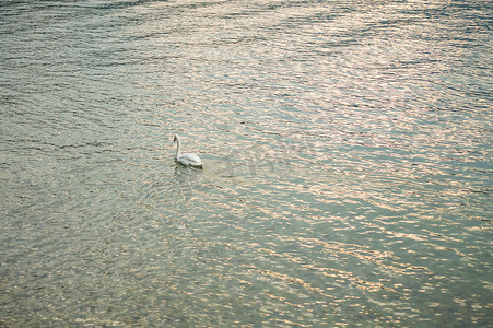 湖中美丽的天鹅