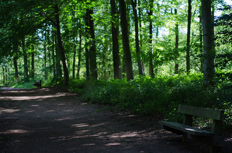 曲折的小路摄影照片_树木繁茂的公园里空荡荡的公园长椅