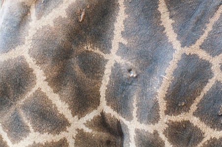 纹理的皮肤长颈鹿