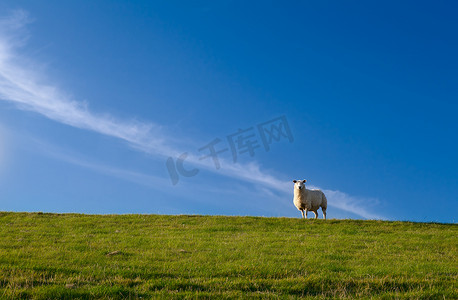 蓝天上可爱的绵羊