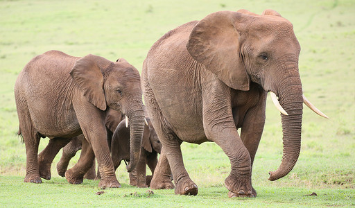 大象耳朵摄影照片_非洲象群