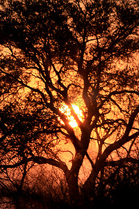 埃托沙自然保护区野生公园的日落