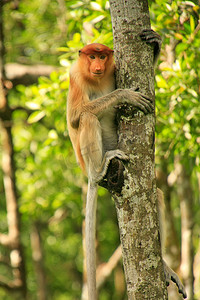 婆罗洲摄影照片_年轻的长鼻猴坐在树上，婆罗洲，马来西亚
