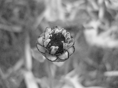 花朵黑白摄影照片_黑白小花