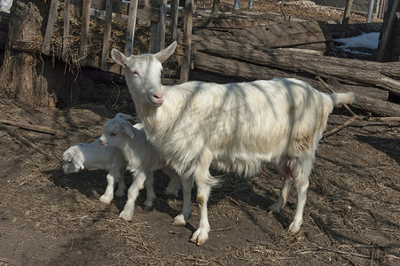 两个嬉戏的山羊孩子遇见妈妈