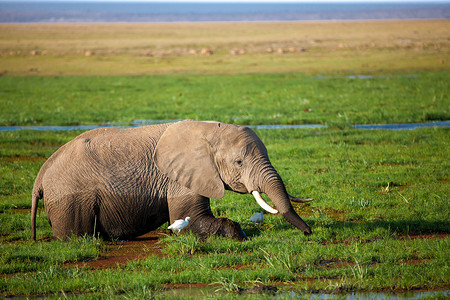 一头大象站在沼泽里吃草，在 safar