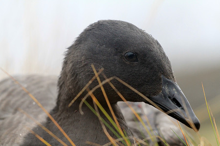 黑塔利亚摄影照片_不寻常的黑鹅在驯鹿苔藓上休息