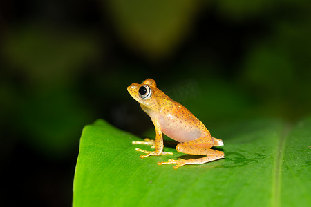 一只小橙色青蛙坐在一片叶子上