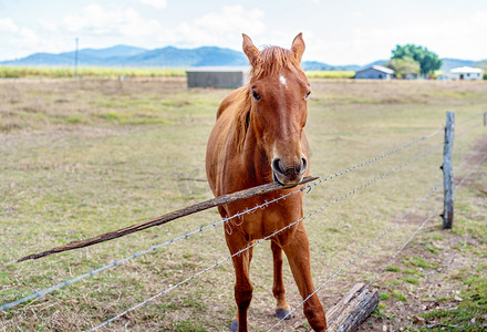 围嘴摄影照片_棕色的马在围场里玩着一根棍子