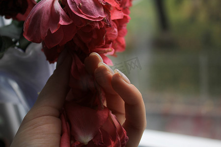 女性手掌接触花瓣