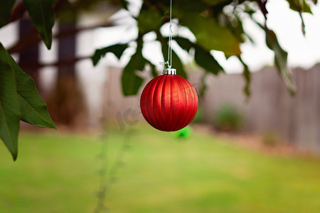 一棵树上的红色圣诞球装饰