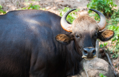 人动物生物摄影照片_泰国动物园里的野牛