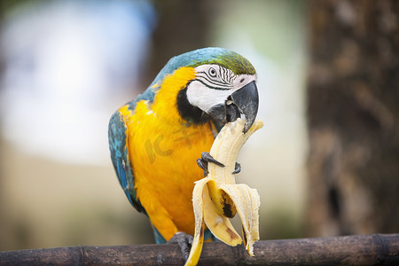 吃香蕉的蓝色和黄色金刚鹦鹉，长滩岛，菲律宾