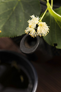 茶壶和杯子用菩提树茶和花