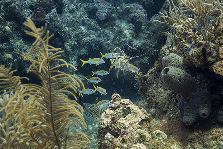 珊瑚鱼群摄影照片_隐藏的黄山羊鱼群