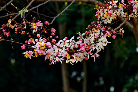 决明子 Bakeriana Craib 花