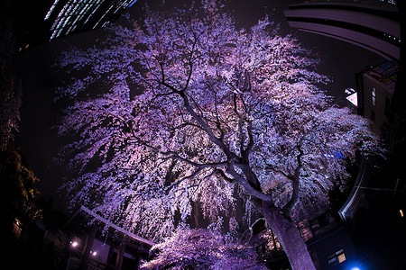 新宿的摩天大楼和点亮的樱花
