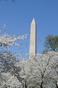 樱花节摄影照片_樱花节期间的华盛顿纪念碑