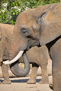 大象耳朵摄影照片_关闭非洲大象的侧面肖像