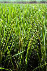稻田绿色水稻秸秆。