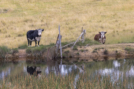 奶牛在一个大草地农田的水坑里