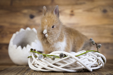 复活节快乐，小兔子，春天五颜六色的明亮主题