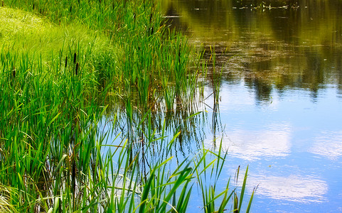 绿色水生植物摄影照片_池塘和水生植物