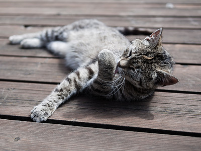 猫舔摄影照片_虎斑猫舔自己