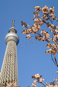 东京-大约 2014 年 5 月： 东京晴空塔。