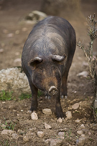 西班牙科尔多瓦 Pedroches 山谷的伊比利亚猪