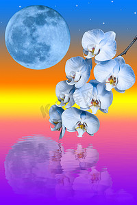 蓝色兰花和蓝色大月亮的分支