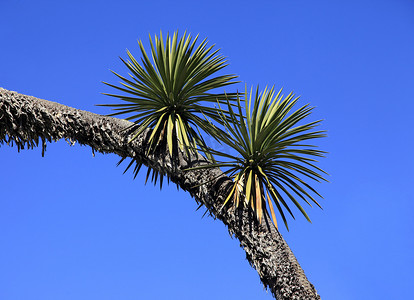 椰树椰子摄影照片_椰树