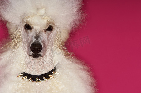 粉红色背景中修饰过的白色标准贵宾犬的特写肖像
