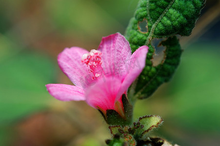 粉色小花