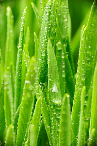 草地下雨摄影照片_草地上的水滴