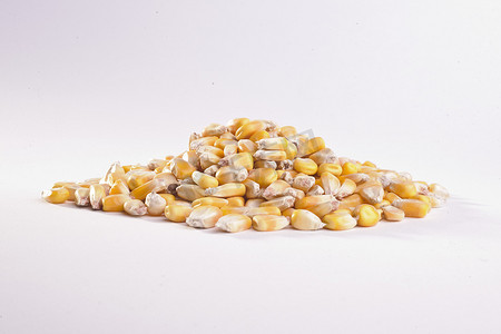 粮食：饲料玉米堆