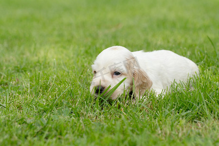 寻找英国可卡犬小狗