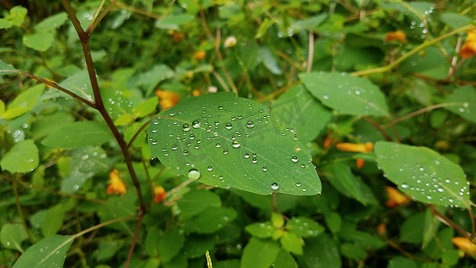 植物上的水滴摄影照片_绿叶植物上的水滴